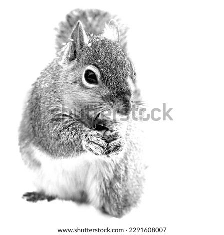 Image, Stock Photo Moar cracker…? Animal