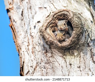 Cute Baby Squirrels Looking Out Of Backyard Nest In Tree