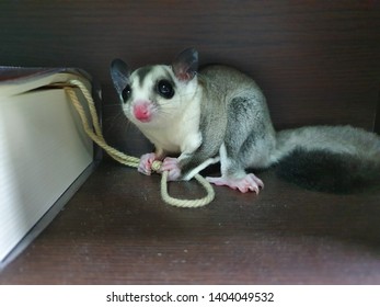 Cute Baby Sugar Glider White Face And His Bookmark String.