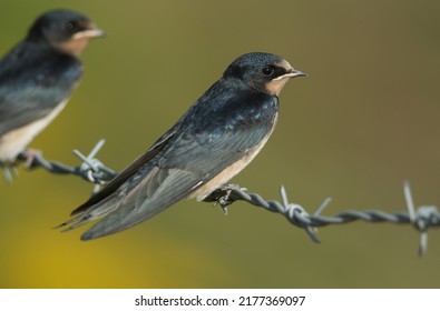 A Cute Baby Swallow, Hirundo Rustica, Perching On A Barbed Wire Fence. It Is Waiting For Its Parents To Come Back And Feed It.