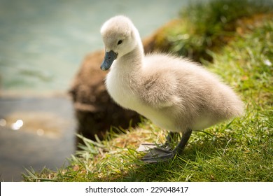 Cute Baby Swan
