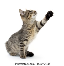 Cute baby tabby American short hair kitten on white background