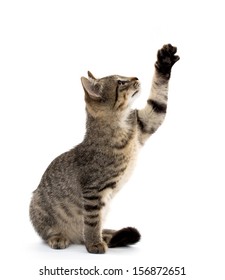Cute baby tabby American short hair kitten on white background