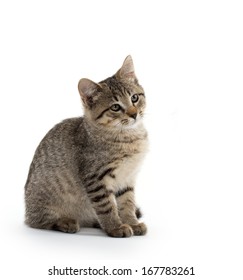 cute baby tabby American short hair kitten on white background