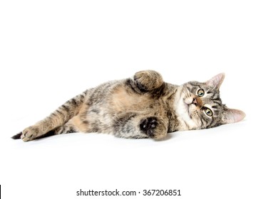 Cute Baby Tabby Cat Laying Down Isolated On White Background