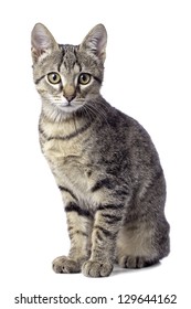 Cute Baby Tabby Cat On White Background