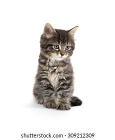 Cute Baby Tabby Domestic Shorthair Kitten Stock Photo 309212309 ...