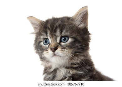 Cute baby tabby kitten face sitting isolated on white background - Shutterstock ID 385767910