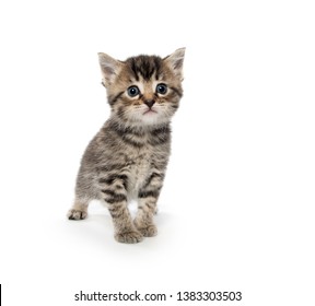Cute baby tabby kitten isolated on white background