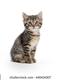 Cute Baby Tabby Kitten Isolated On White Background