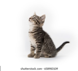 Cute Baby Tabby Kitten Isolated On White Background