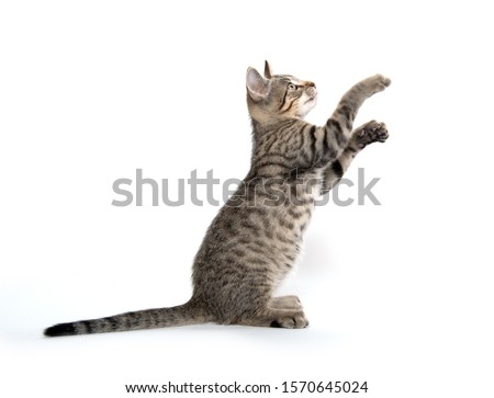 Cute baby tabby kitten jumping and playing isolated on white background