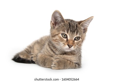 Cute Baby Tabby Kitten Laying Down Stock Photo 1604052664 | Shutterstock