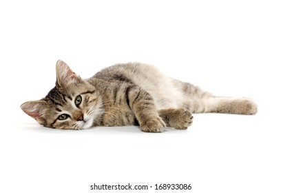 Cute Baby Tabby Kitten Laying Down On White Background