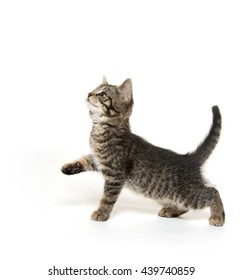 Cute Baby Tabby Kitten Looking Up And Sitting On Hind Legs Isolated On White Background