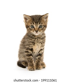 Cute Baby Tabby Kitten On White Stock Photo 199111061 | Shutterstock