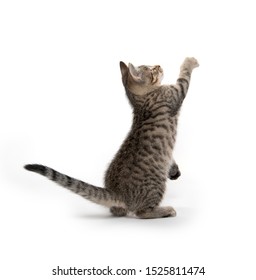 Cute Baby Tabby Kitten Pawing Playing Stock Photo 1525811474 | Shutterstock