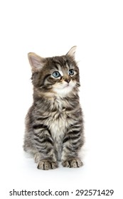 Cute baby tabby kitten playing isolated on white background - Shutterstock ID 292571429