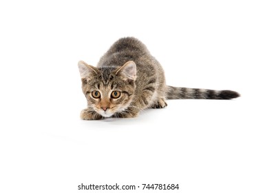 cute-baby-tabby-kitten-ready-260nw-74478