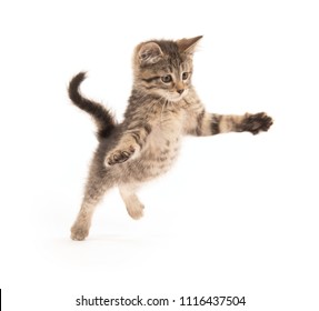 Cute baby three-month-old tabby kitten isolated on white background