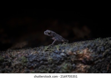 cute baby toads