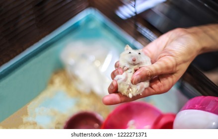 1000 Winter White Hamster Pictures Royalty Free Images Stock