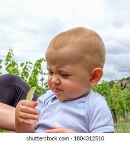 A Cute Baby Tries Eating Lemon And Makes A Sour Face At A Vineyard.