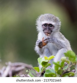 A Cute Baby Vervet Monkey