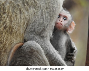 Cute Baby Vervet Monkey