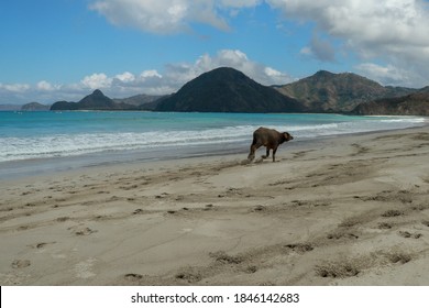 Cute Baby Water Buffalo Running On The Beach