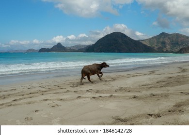 Cute Baby Water Buffalo Running On The Beach