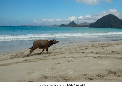 Cute Baby Water Buffalo Running On The Beach