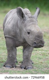 Cute Baby White Rhino With Large Feet