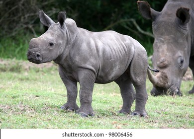 Cute baby white rhino with large feet