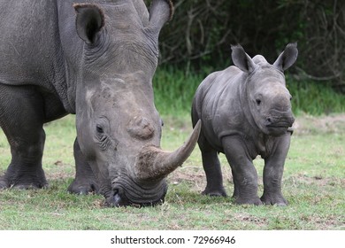 Cute baby White Rhino standing next to it's mother with large horn