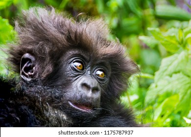 Cute baby of wild Mountain gorilla in Volcanoes National Park, Rwanda, close up, soft focuse
