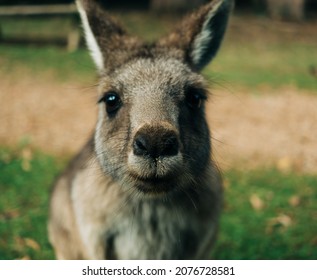 Cute Baby Young Kangaroo Profile Outdoors