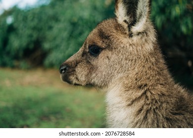 Cute Baby Young Kangaroo Profile Outdoors