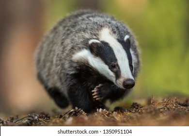 Cute Badger In Autumn Forest From Very Close