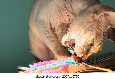 A Cute Bald Cat Chewing On Pet Toy At Home. Cat's Open Mouth, Fangs, Teeth Close Up. A Muzzle Of Awesome Bald Kitty. Hairless Naked Playful Pussy Sphinx, Sphynx Indoors. World Cat Day. Place For Text.