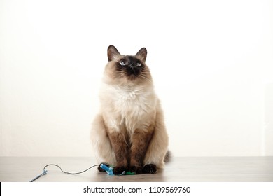 Balinese Cats High Res Stock Images  Shutterstock