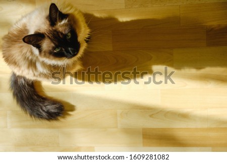 Cute Balinese cat sitting comfortable in the afternoon sunlight that leaks into the living room. Feline sunbathing indoors with copy space