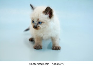 baby balinese kittens