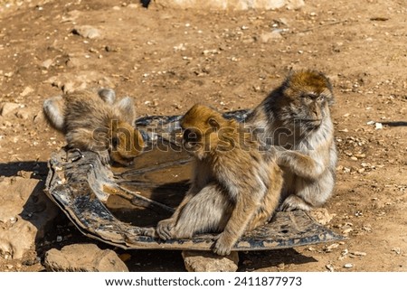 Cute Barbary macaque ape monkey , Ifrane national park, Morocco