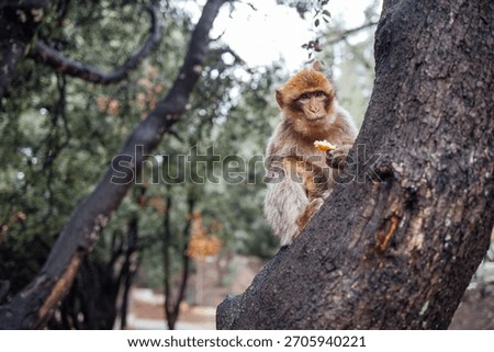 Cute Barbary macaque ape monkey , Ifrane national park, Morocco. Young monkey perched on tree branch, eating snack, surrounded by vibrant foliage, highlighting the charm of wildlife