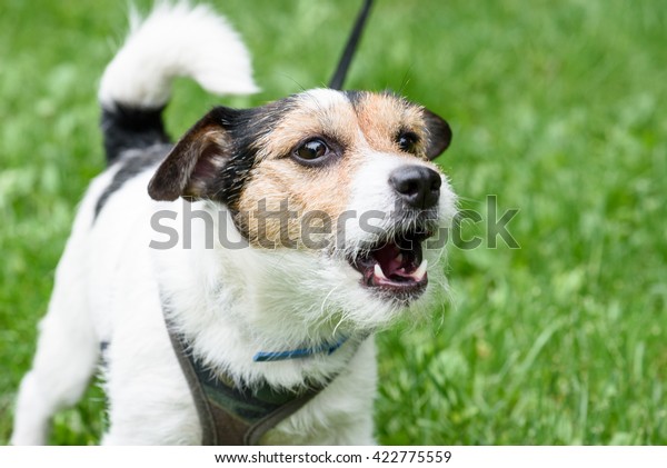 Cute barking dog not
aggressive on leash