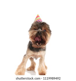 Cute Barking Yorkie With Birthday Cap Standing On White Background