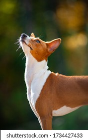 Cute Basenji Dog Is Looking Up. Companion Dog Looking At Owner. Dog In Contour Sunset Light. 