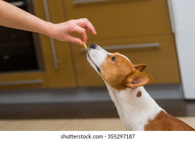 Cute Basenji Dog Thinks About Eating Cookie