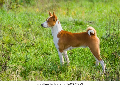 1,422 Brawny Dog Images, Stock Photos & Vectors | Shutterstock